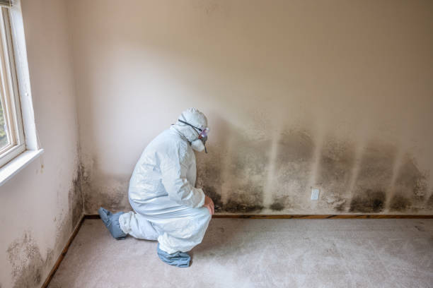 Why You Should Choose Our Mold Remediation Services in Woodstock, IL